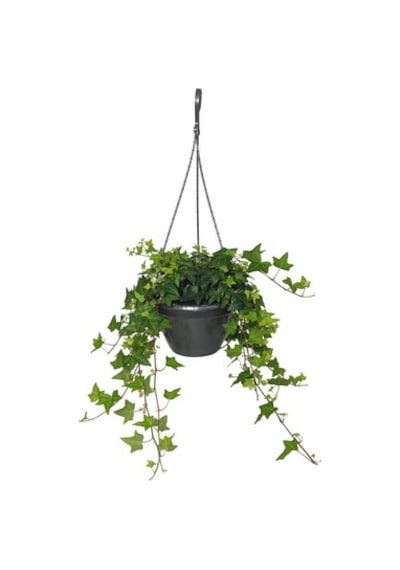 Hedera Sarmaşık 2 Adet - Askılı Saksıda  6257