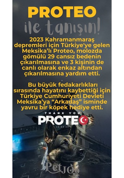 Petjoo 24.Proteo Gri-Sarı Qr'lı Köpek Künyesi