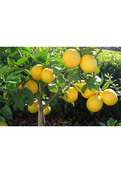 Tüplü Dev Meyveli Extra Jumbo Limon  Fidanı