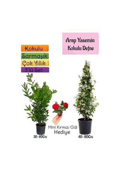Kokulu Arap Yasemini+defne Çalısı+mini Gül Hediyeli 3'lü Bahçe Seti