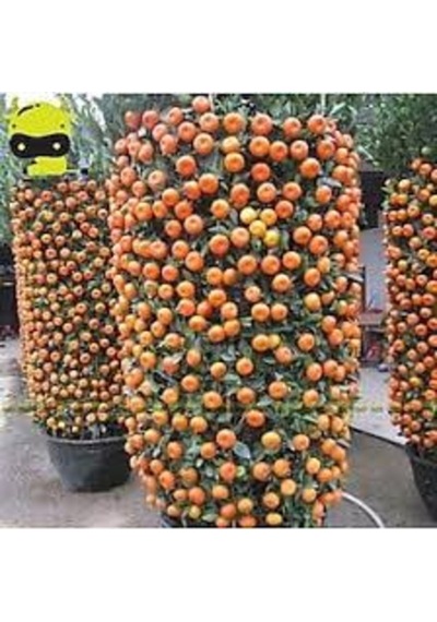 20 Adet Tohum Organik Hobi Bahçe Balkon Mandalina Bonsai Ağaç Tohum
