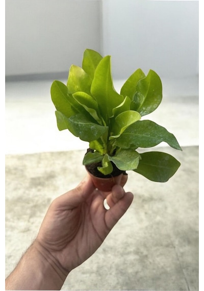 İç Mekan Bitkisi Ev Ve Balkonda Bakılır Cins Pembe Euphorbia Taç Çiçeği Minik 16.17cm