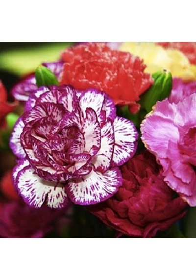 Dianthus Heddewigii Gaiety Katmerli İri Karanfil Çiçeği Tohumu 10