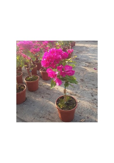 Bodur Begonvil Begonvil Bodrum Begonvili Fidanı 10-20 Cm Pembe