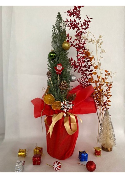 Elwoodi Yılbaşı Ağacı-yılbaşı Çamı 30-50cm Hediye Paketli Kozalak Ve Portakallar Dahil