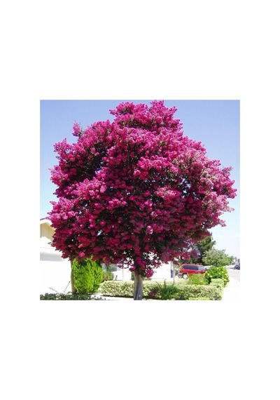Videolu Mor Renk Oya Ağacı Fidanı 40-65 Cm Saksılı Dış Mekan Ağaçları Purple Lagerstroemia