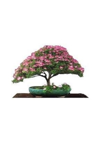 5 Adet Tohum Bodur Bonsai Gülibrişim Ağacı Bonzai Tohumu Saksı To