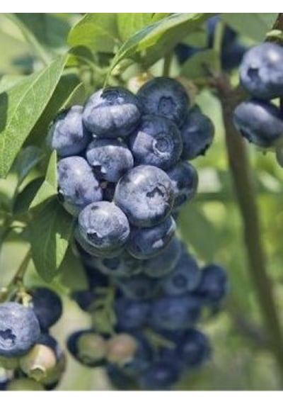 3 Yaş Denise Blue Yaban Mersini Fidanı