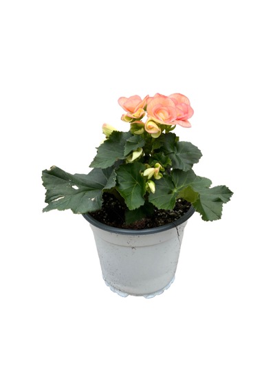 Begonia Elatior 'pinkish' Katmerli Begonya