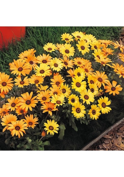 Sarı Golden Yellow Afrika Papatyası Çiçeği Tohumu 30 Tohum