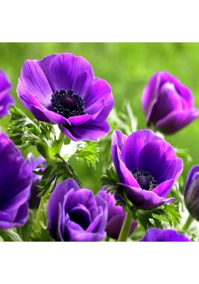 Pulsatilla Vulgaris Violet Dağ Lalesi Anemon Çiçeği Tohumu 5 Toh