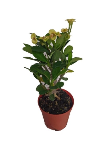 Sarı Dikenler Tacı 10-20 Cm Japon Iğnesi Euphorbia Milii