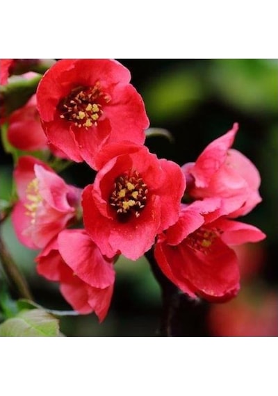 Japon Ayvası Bahar Dalı Fidanı Chaenomeles Japonica 30-50 Cm