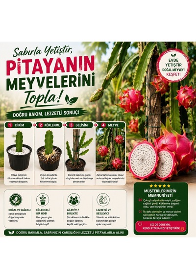 Pitaya Ejder Meyvesi Köklendirme Seti 20-30 Cm Çelik + Saksı + Perlit
