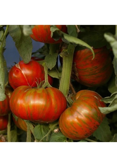 Aromatik Chocolate Stripes Domates Tohumu 15 Tohum
