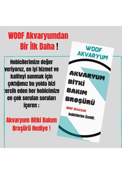 Pogestemon Octopus Akvaryum Bitkisi Canlı Akvaryum Bitkileri 5 Dal
