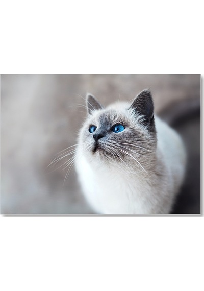 Cakasepetim Mavi Gözlü Ragdoll Kedisi Ahşap Mdf Tablo