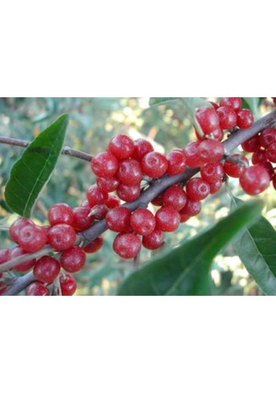 Güz Zeytini eleagnus Umbellata Fidanı 150 -200 Cm