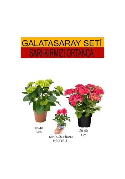 2'li Takım Seti Sarı-kırmızı Ortanca+ Hediyelik Pembe Gül Fidanı