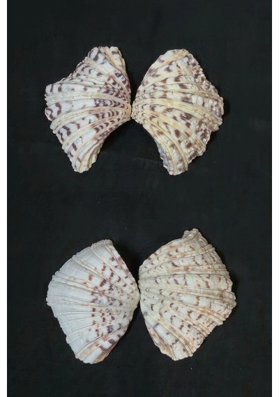 İki Parçalı Deniz Kabuğu Tridacna Gigas 9dk2
