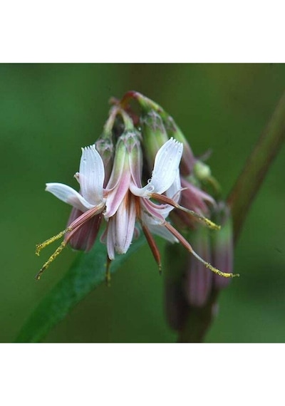 5 Adet Rare Wild Prairie Prenanthes Tohumu