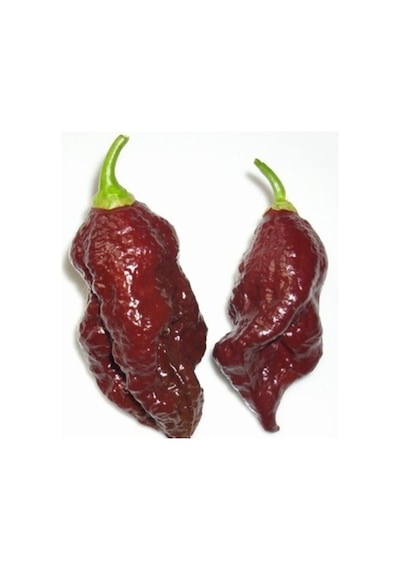Kahverengi Bhut Jolokia Biber Tohumu