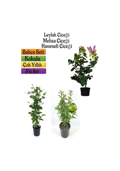 Kokulu Bahçe Seti Leylak Fidanı+hanımeli Fidanı+melisa Çiçeği Fidanı 40-80cm