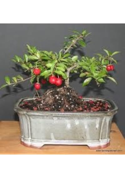 Bodur Kızılcık Bonzai Ağacı Tohumu 3 Tohum + Bonsai Tohumu
