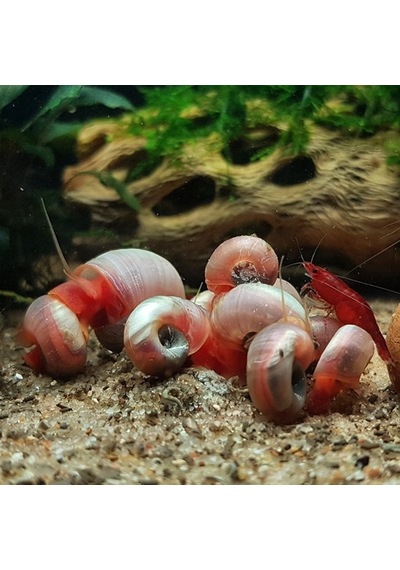 Ramshorn Salyangoz 5 Adet Karışık Renk