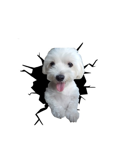Maltese Araba Sticker Yapıştırması Model8 18Cm