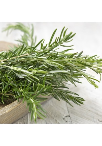 Kurutulmuş Biberiye 25 Gr - Şile Aromatik Bitkiler Tarımsal Kalkınma Kooperatifi