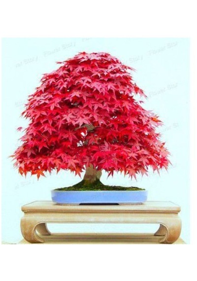 Nadir Ithal Bodur Acer Negundo Bonzai Ağacı Tohumu 5 Tohum Bonsai Tohumu
