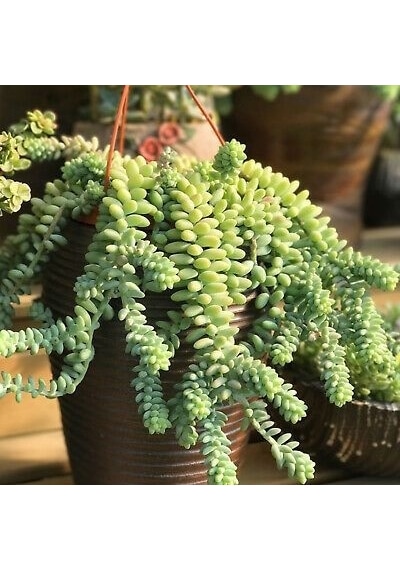 Serada Decor Plant Sedum Burrito Morganianum Eşek Kuyruğu Sukulent Bitki