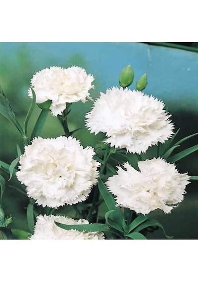 Chabaud White Katmerli Karanfil Çiçeği Tohumu 70 Adet