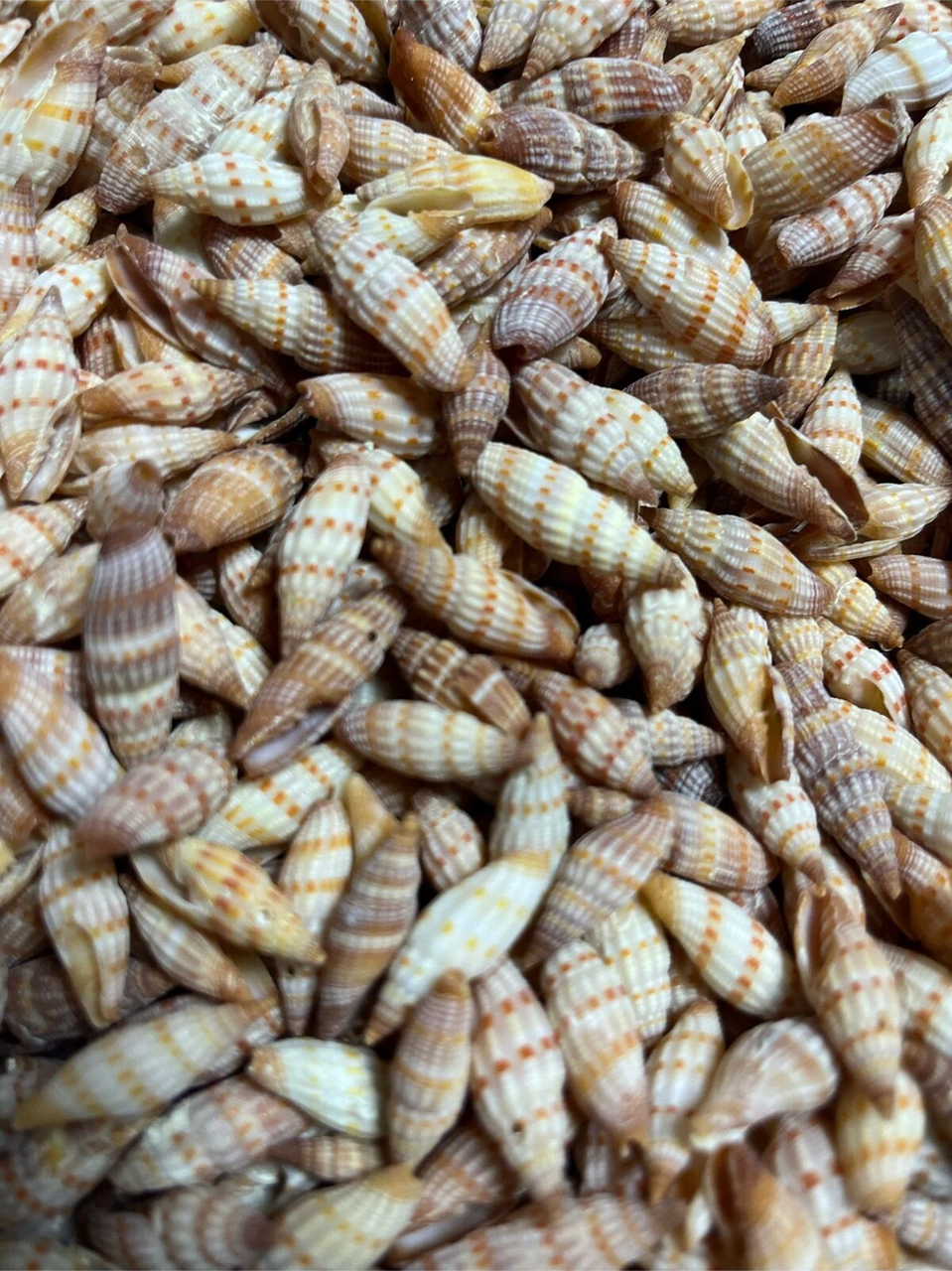 Gerçek Deniz Kabuğu - Small Minarets - 50gr