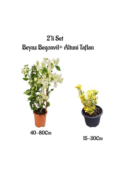 Beyaz Renk Begonvil Çiçeği Fidanı+altuni Taflan Çit Bitkisi 2'li Set Dış Mekan Bitkileri