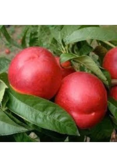 Tüplü Yarı Bodur Double Kırmızı Nektarin Fidanı