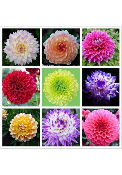 50 Adet Dahlia Çicek Tohumu 10 Adet Gül Tohumu N117481