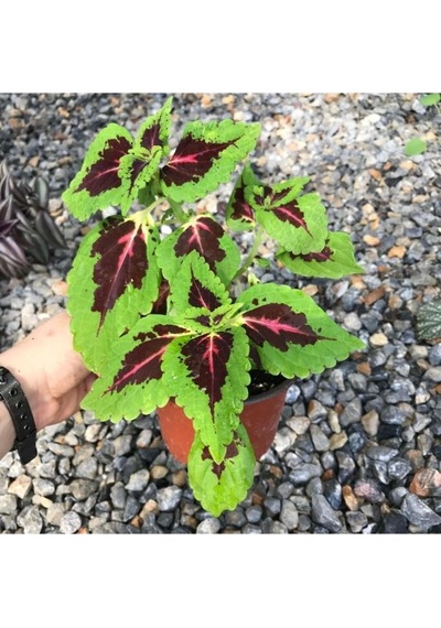 Canlı Çiçek Yaprak Güzeli Fidanı 10-20 Cm