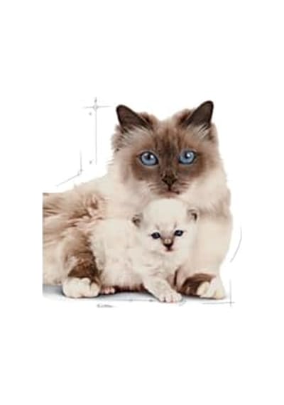 Royal Canin Mother And Baby Cat Anne Ve Yavru Kedi Sı 4 Kg