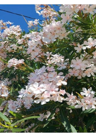 Videolu Zakkum Çiçegi Fidanı Beyaz Renkli 80 100cm 1 Adet Tüplü Dış Mekan Bitkisi White Oleander