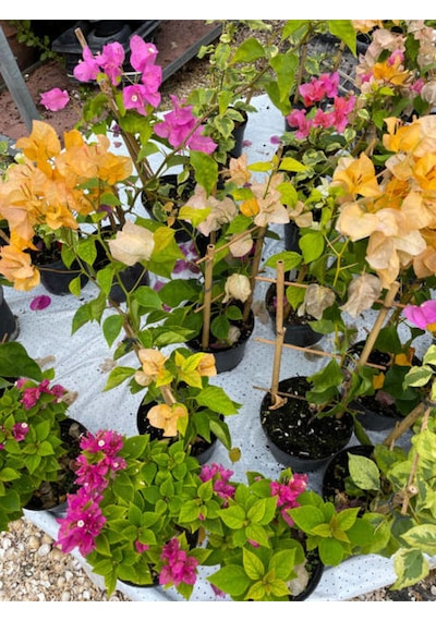 Videolu Sarı Begonvil 90 110 Cm 1 Adet Saksılı/ Tüplü Çiçekli Dış Mekan Bitkisi Bougainvillea