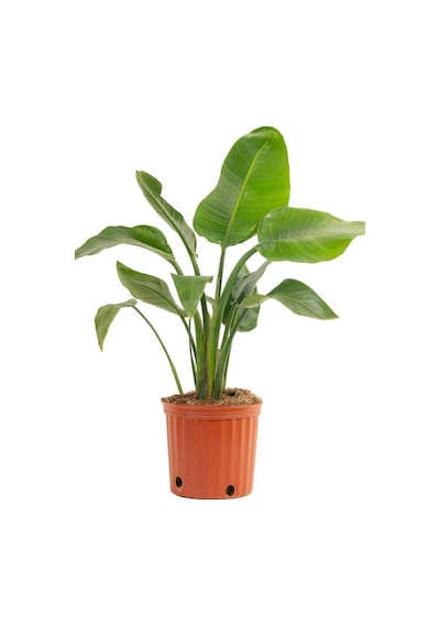 Starliçe Strelitzia Reginae Cennet Kuşu Bitkisi 50-70cm Salon Çiçeği