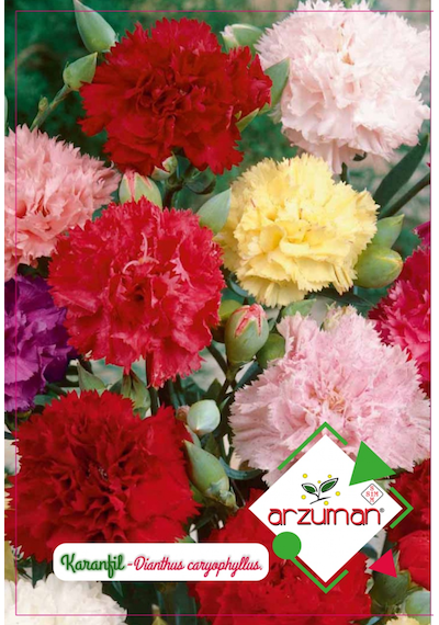 Arzuman Karanfil Tohumu 100 Adet