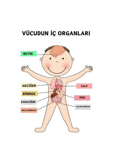 Okullar İçin Anatomi Yaz-sil Kitabı Herkes İçin