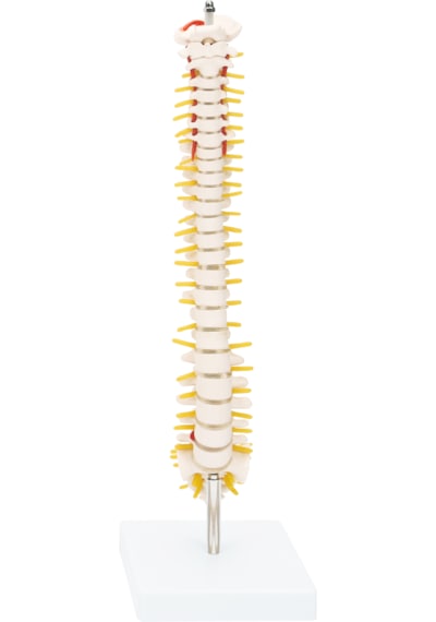 Yarım Boy Omurga Model 42 Cm - Omurga Maketi 01