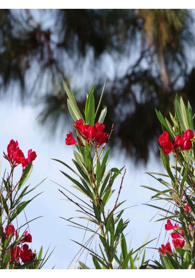 Videolu Kırmızı Zakkum Çiçegi Fidanı 80 100 Cm 1 Adet Tüplü Red Oleander