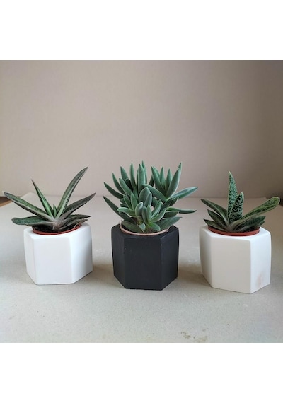 Crassula & Gasteria 3'lü Sukulent Seti | Siyah & Beyaz Seri