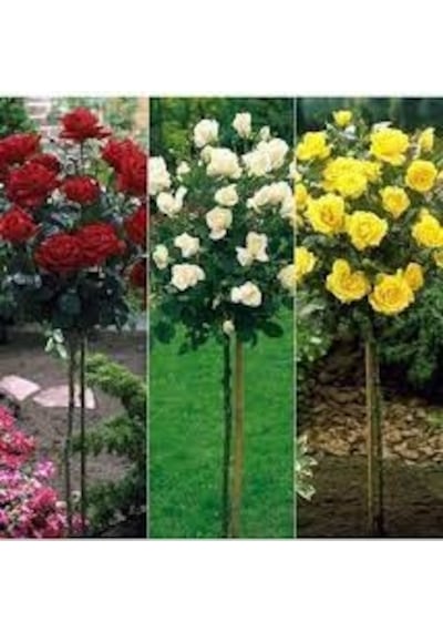 3 adet baston gül fidanı açık kök aşılı