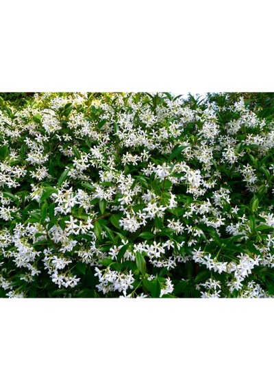 Arap Yasemin 70 Cm+ Boy Jasminum Sambac